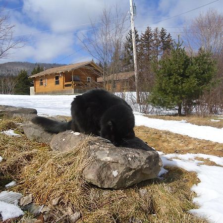 Cajun Cedar Log Cottages Margaree Forks Zewnętrze zdjęcie