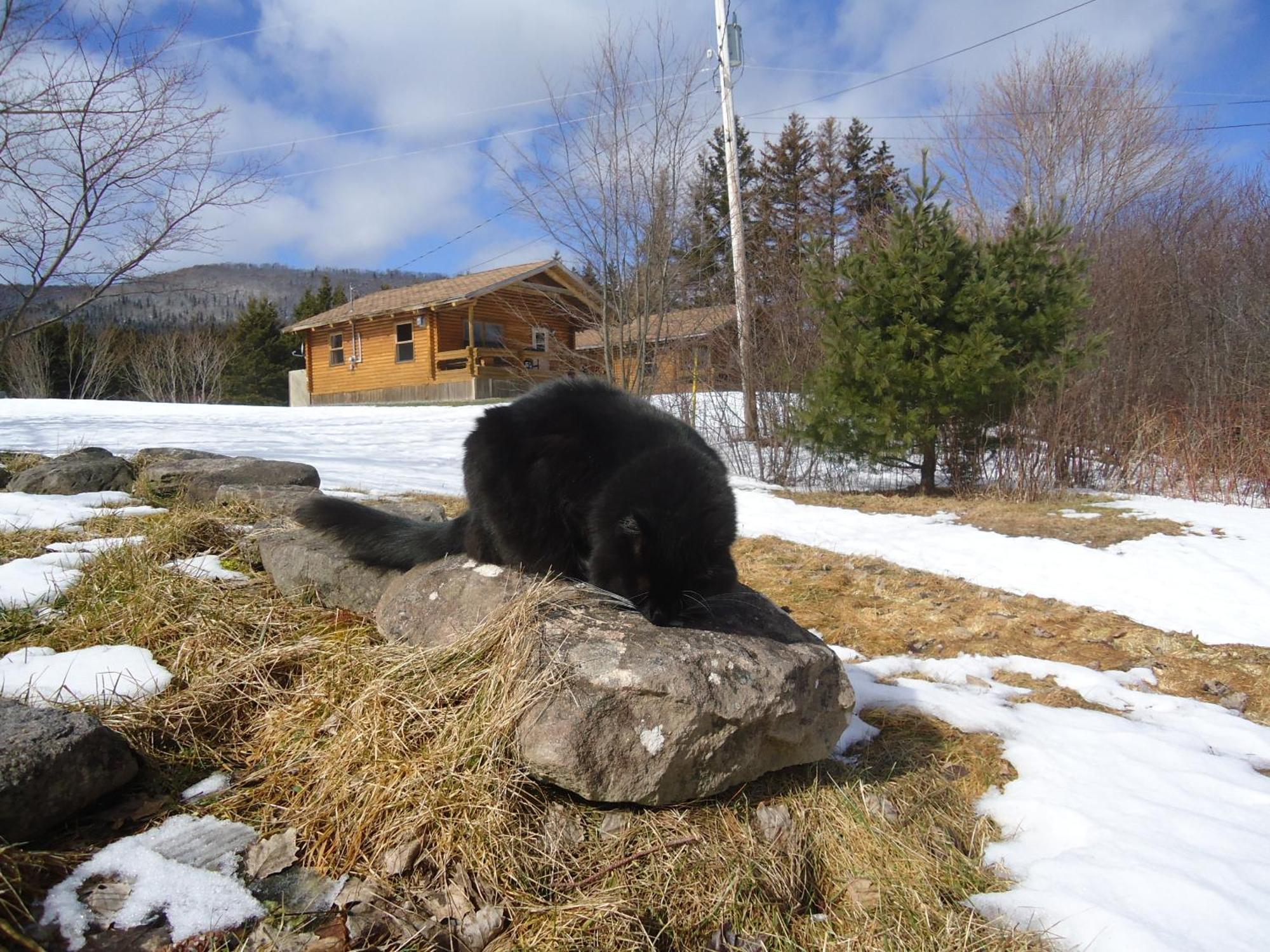 Cajun Cedar Log Cottages Margaree Forks Zewnętrze zdjęcie